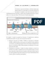 Cadena de Transporte de Electrones y Fosforilación Oxidativa