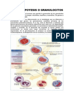 Granulopoyesis o Granulocitos