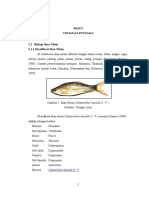 Bab Ii Tinjauan Pustaka: Osteochilus Hasselti C. V