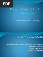 Fruit Sucking Moth