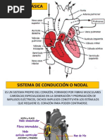 Fisiopatología Cardiovascular