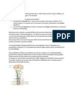 Sistema Motor Eferente