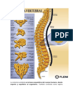 La Columna Vertebral