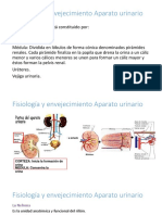 Fisiología y Envejecimiento Aparato Urinario