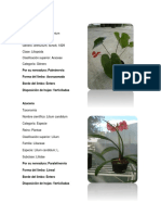 Clasificación de Plantas