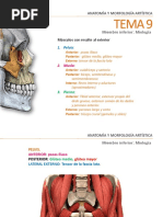 Tema 9 Miembro Inferior. Miología