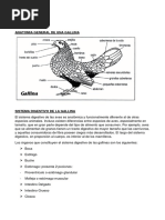 Anatomia General de Una Gallina