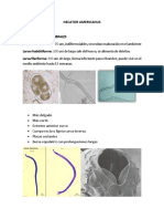 Necator Americanus Resumen