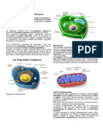 Resumo de Algumas Organelas-Celulares