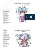 Anatomia Tronco