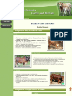 Breeds of Cattle and Buffalo PDF