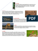 Animales de Sudrafica