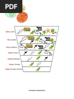 Categorias Taxonomicas