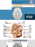 Origenes Reales y Aparentes de Nervios Craneales 