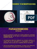 PARAGONIMUS