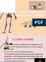 L'organizzazione Del Corpo Umano