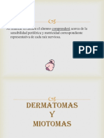 Dermatomas y Miotomas