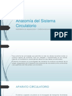 Anatomía Del Sistema Circulatorio