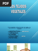 Los Tegidos Vegetales