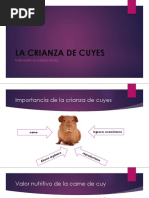 Clasificación y Sistemas de Producción Cuyes (Autoguardado)