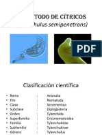 Nemátodo de Los Citricos y Del Bulbo