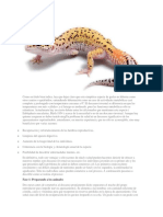 2 Puestas Al Año Geckos Leopardo