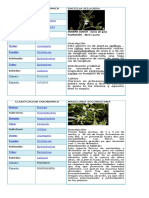 Clasificacion Taxonomica de Las Orquideas