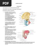 Anatomia Del Miembro Inferior