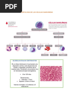 Morfología Celulas Sanguineas
