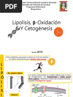 Seminaro de B-Oxidacion