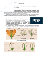 Guia Polinizacion