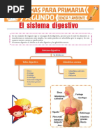 Sistema Digestivo para Segundo de Primaria