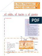 El Oído El Tacto y El Gusto para Segundo de Primaria