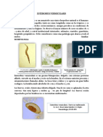 Enterobius Vermicularis Resumen Ejecutivo