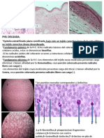 Histología Imagenes