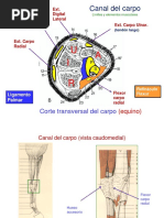 Irrigación Miembro Torácico