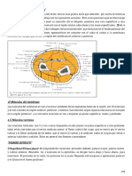 TEMA 13 Region Musculo Aponeurotica de Antebrazo