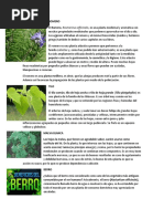 ROMERO Medicinales Plantes