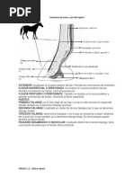 Anatomía de Mano y Pie Del Equino