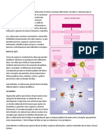 Mapas Conceptuales