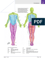 NETTER Dermatom