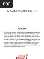 Glándulas Paratiroides