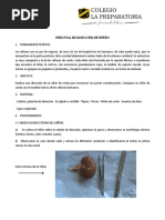 Práctica de Disección de Riñón PDF