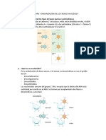 Estructura y Organización de Los Ácidos Nucleicos