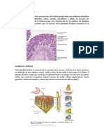 LAMINA PROPIA - Histologia