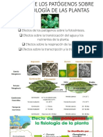 Clase - Efectos Sobre Fisiologia de Plantas