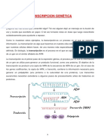 Transcripcion Genetica