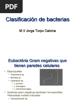 Clasificación de Bacterias