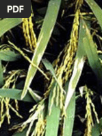 Characterizing Agronomic Response of Rice Genotypes To Bacterial Leaf Streak Disease in Uganda - IJAAR