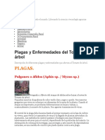 Plagas y Enfermedades Del Tomate de Arbol